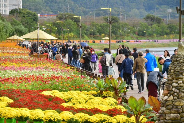 장성 황룡강 가을꽃축제 9일간 43만 명 방문 장성 황룡강 가을꽃축제 9일간 43만 명 방문