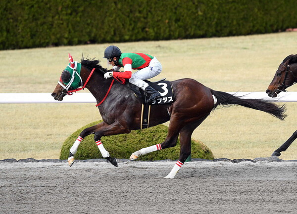 ▲ 코리아스프린트 일본마 랩터스. 사진=Aichi Horse Racing Association