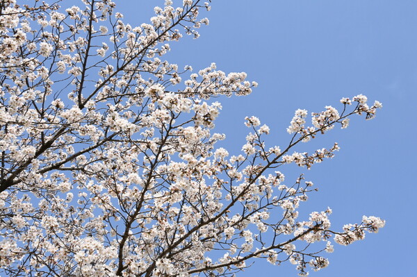 ▲완연한 봄을 알리는 벚꽃이 만개한 모습.. 사진=수원시