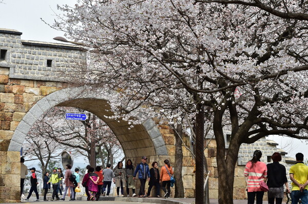 ▲수원화성 성벽과 어우러진 벚꽃을 볼 수 있는 팔달산. 사진=수원시