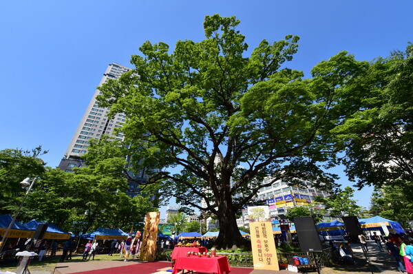 ▲2017년 5월, 청명단오제가 열린 단오어린이공원에서 영통 느티나무가 늠름한 모습으로 서 있다. 사진=수원시