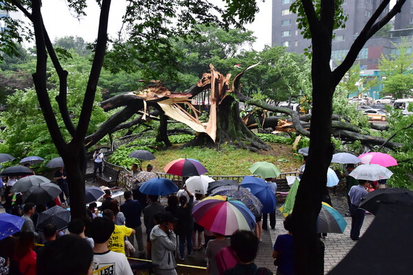 ▲2018년 6월, 비바람이 몰아쳐 영통 느티나무가 부러지자 시민들이 우산을 쓰고 나무를 바라보고 있다. 사진=수원시