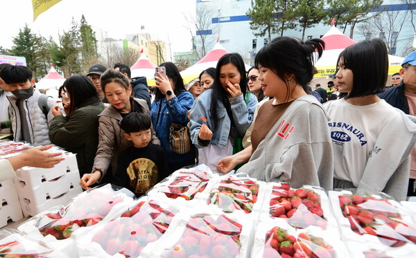 ▲연일 관광객들로 붐비고 있는 딸기 판매부스 현장 모습. 사진=논산시