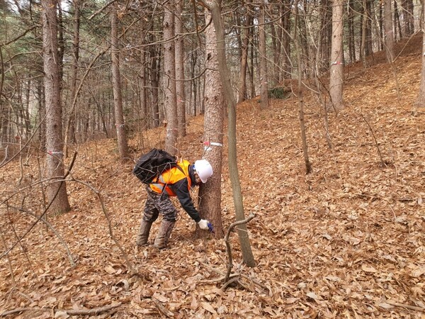 용인특례시가 소나무숲 보호를 위한 소나무재선충병 방제사업을 진행했다. 관계자가 방제 작업을 하고 있다.  사진=용인시